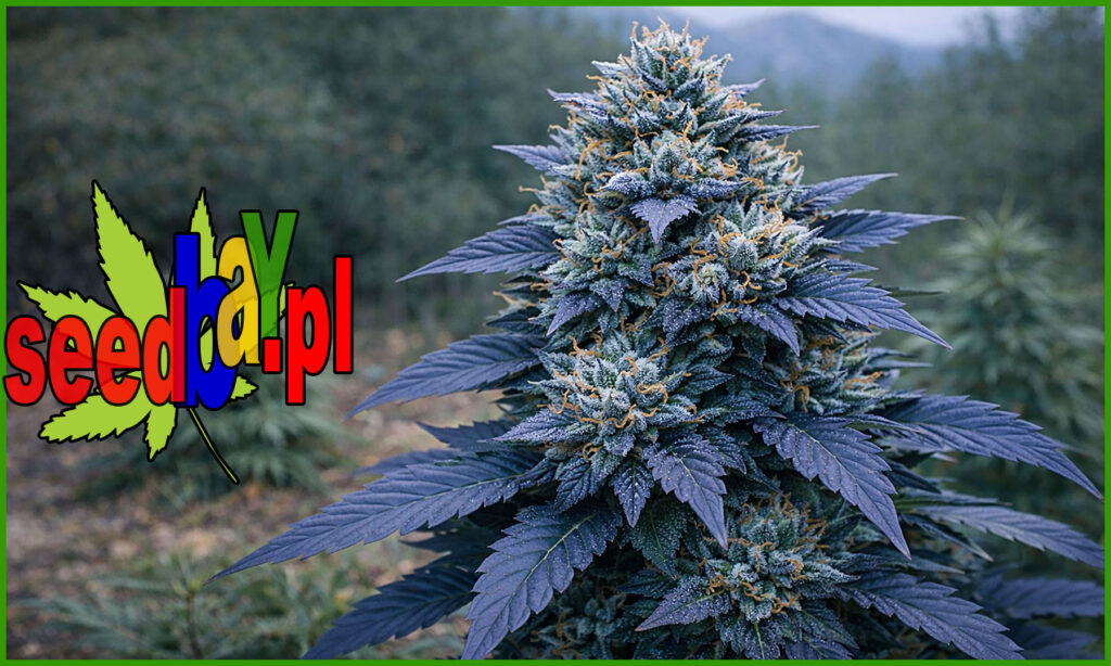 recenzja nasion marihuany odmiany auto blue kush od seedbay