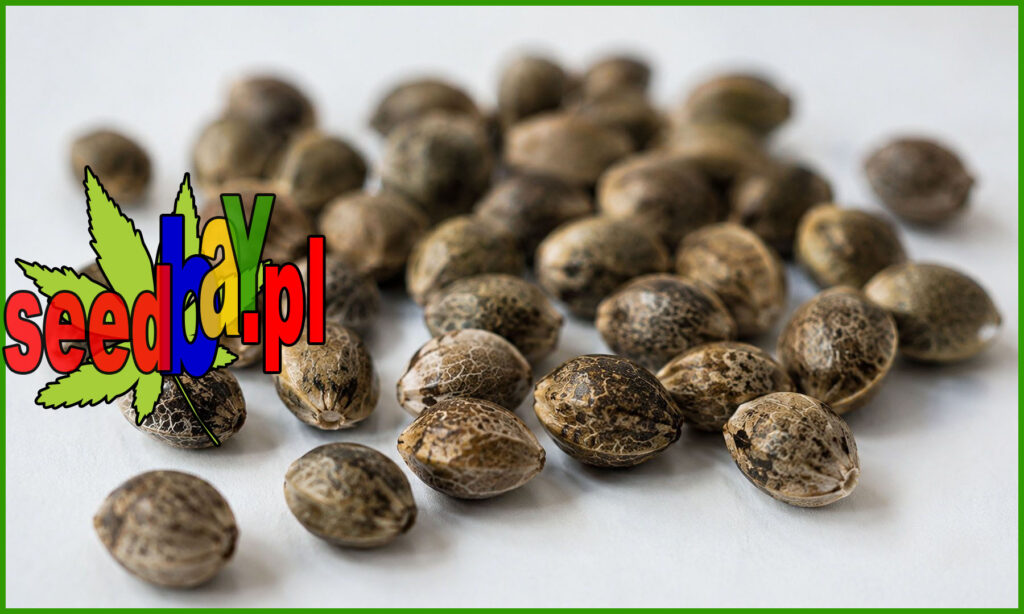 nasiona konopi dla początkujących growerów