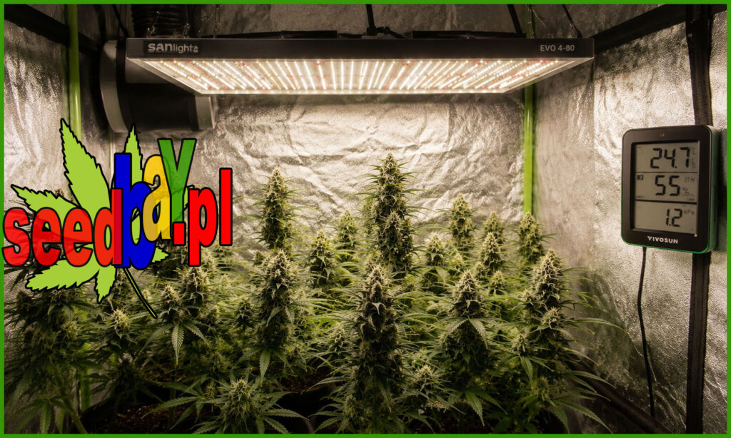 dobór lampy led do wielkości growboxa