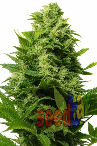 Afghan Kush Feminizowane 1+1