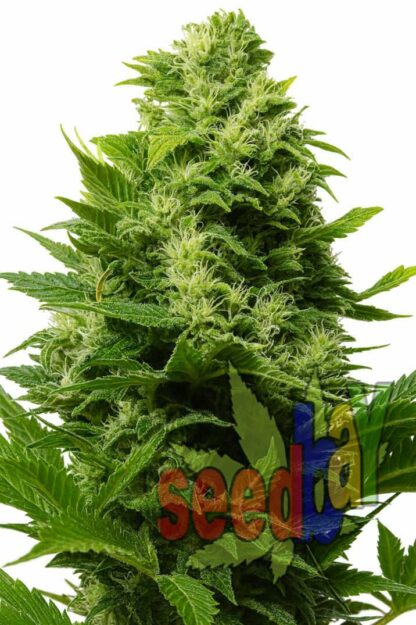 Afghan Kush Feminizowane 1+1