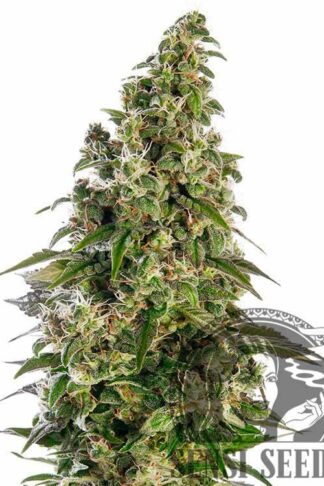 Afghani#1 Automatic Feminizowane