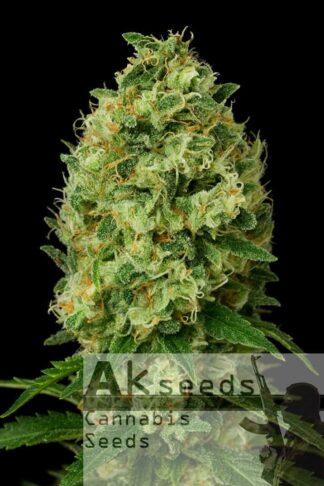 Ak472 Automatic Feminizowane