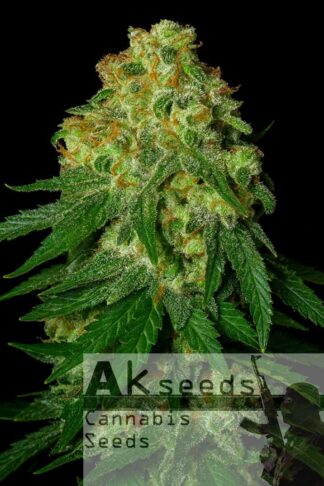 Ak482 Feminizowane