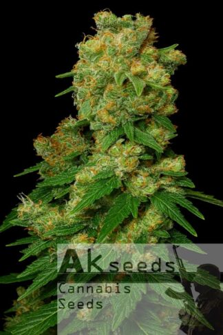 Ak482 Automatic Feminizowane