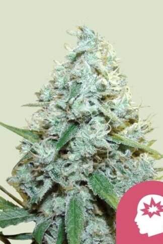 AMG - Amnesia Mac Ganja Feminizowane