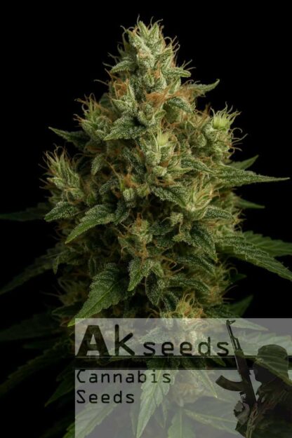 Amnesia Ak Automatic Feminizowane 1+1