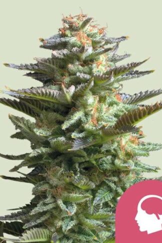 Amnesia Haze Feminizowane