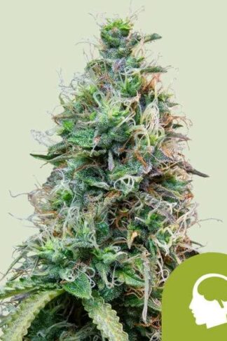 Amnesia Haze Automatic Feminizowane
