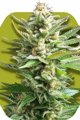Amnesia Haze XL Feminizowane