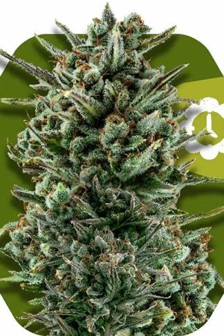 Amnesia Haze XL Automatic Feminizowane