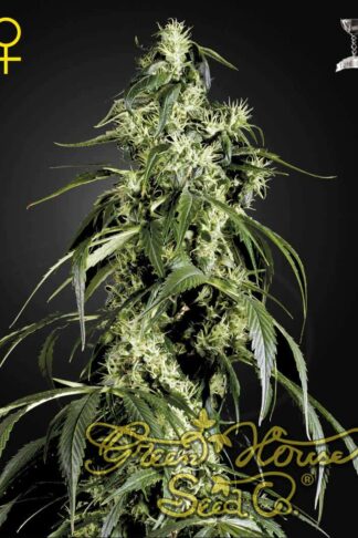 Arjan’s Haze 1 Feminizowane