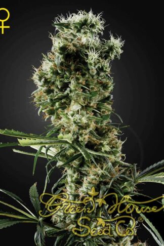 Arjan’s Haze 2 Feminizowane