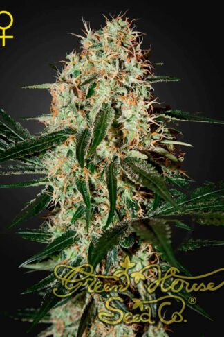 Arjan’s Haze 3 Feminizowane
