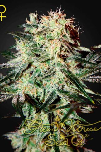 Arjan’s Strawberry Haze Feminizowane