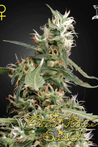 Arjan’s Ultra Haze 1 Feminizowane