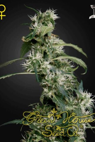 Arjan’s Ultra Haze 2 Feminizowane
