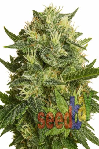 Auto Afghan Kush Feminizowane