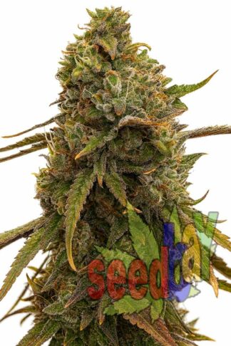 Auto Amnesia XXL Feminizowane 1+1