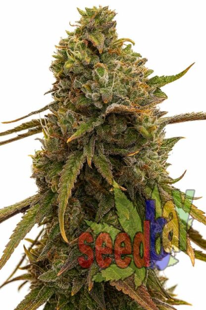 Auto Amnesia XXL Feminizowane 1+1