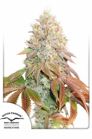 Auto Banana Blaze Feminizowane