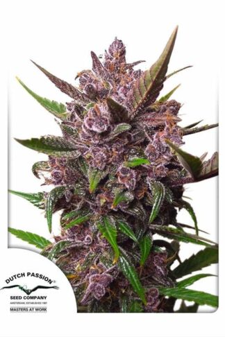 Auto Blackberry Kush Feminizowane