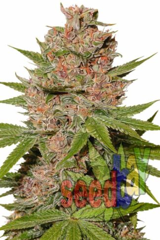 Auto Blue Kush Feminizowane