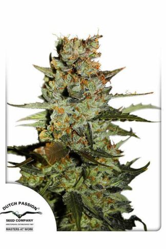 Auto Blueberry Feminizowane