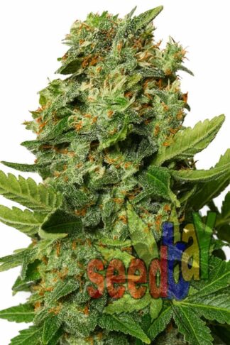 Auto Cheese Xplosion Feminizowane