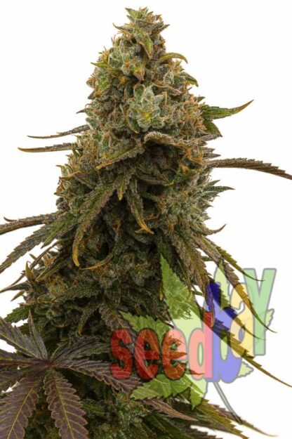 Auto Chronic Feminizowane