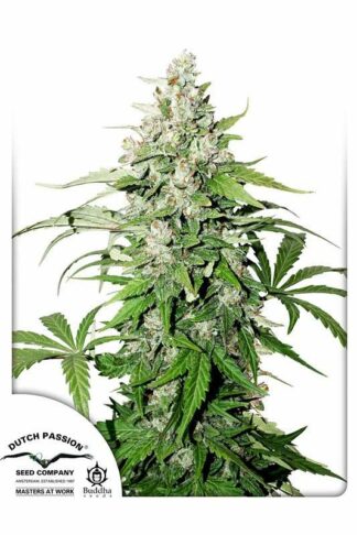 Auto Cinderella Jack Feminizowane