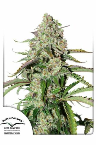 Auto Colorado Cookies Feminizowane