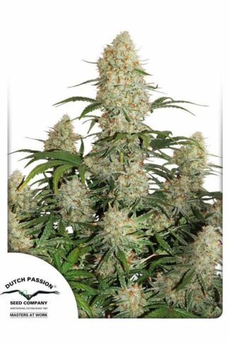 Auto Critical Orange Punch Feminizowane