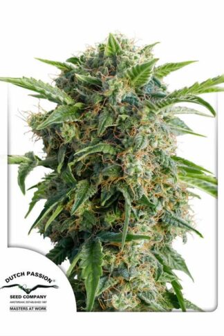 Auto Daiquiri Lime Feminizowane