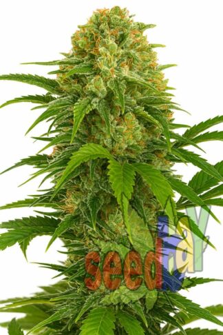 Auto Diesel Ryder Feminizowane