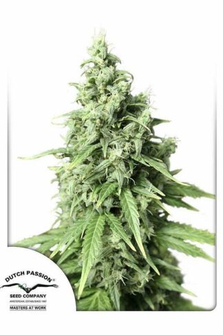 Auto Durban Poison Feminizowane