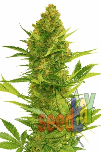 Auto Early Pearl Feminizowane