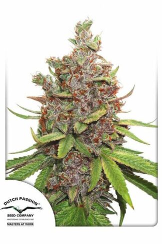 Auto Glueberry O.G. Feminizowane