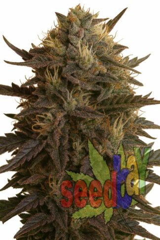 Auto Jack Herer Feminizowane