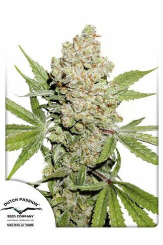 Auto Lemon Kix Feminizowane
