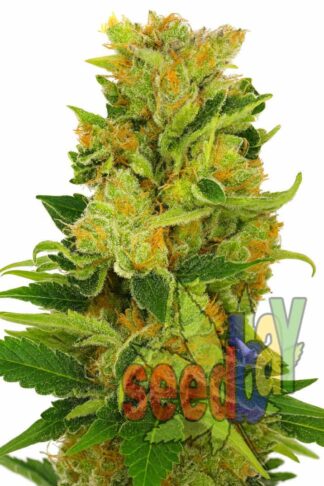 Auto Lowryder#2 Feminizowane