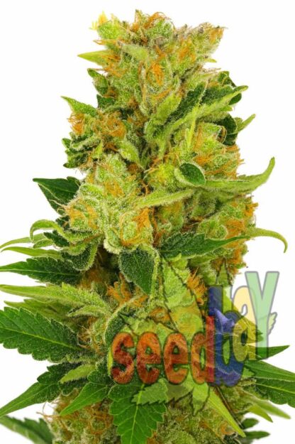 Auto Lowryder#2 Feminizowane