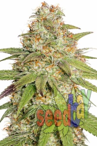 Auto Northern XL Feminizowane