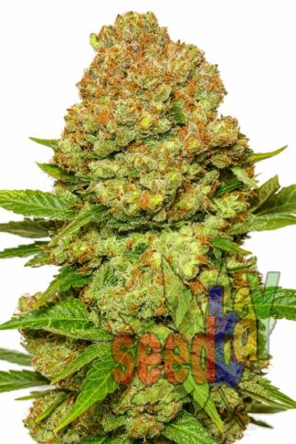 Auto Power LSD Feminizowane 1+1
