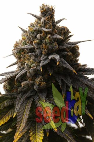 Auto Purple Haze Feminizowane