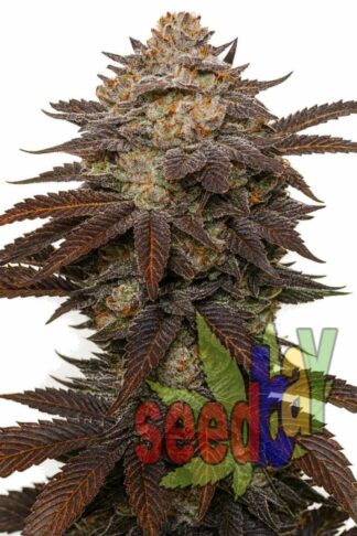 Auto Purple XXL Feminizowane 1+1