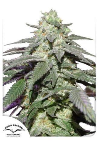 Auto Skywalker Haze Feminizowane
