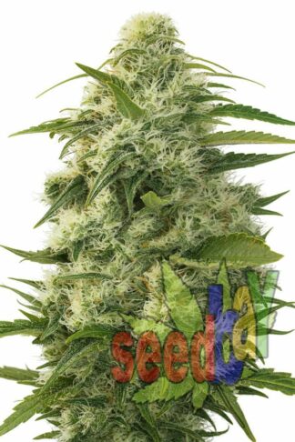 Auto White Widow Feminizowane 1+1