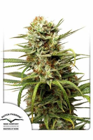 Auto White Widow Feminizowane