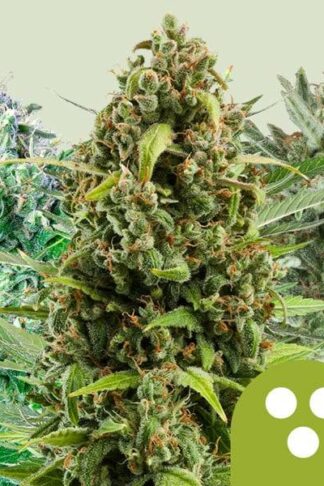 Autoflowering Mix Feminizowane 3szt – Royal Queen Seeds